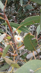 Eucalyptus cosmophylla
