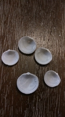 Divalinga quadrisulcata