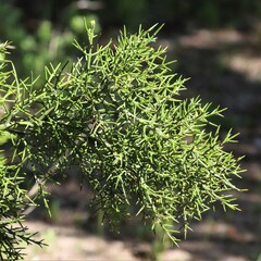 Colletia hystrix