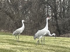 Antigone canadensis