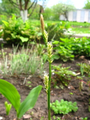 Carex morrowii