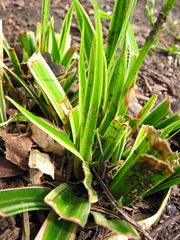 Carex morrowii