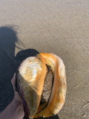 Titanostrombus galeatus