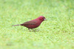 Carpodacus formosanus