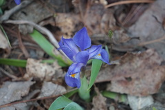 Iris verna