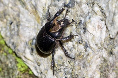 Typhaeus typhoeus