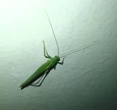 Anaulacomerina