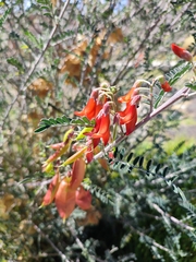 Lessertia frutescens