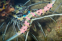 Panulirus versicolor