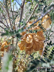 Lessertia frutescens