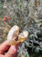 Lessertia frutescens