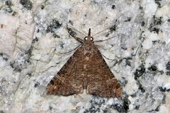 Hypena obsitalis