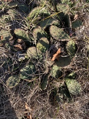 Opuntia humifusa