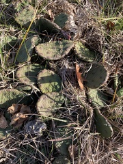 Opuntia humifusa