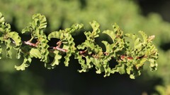 Nothofagus antarctica