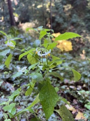 Solanum douglasii