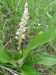 Chlorophytum macrophyllum
