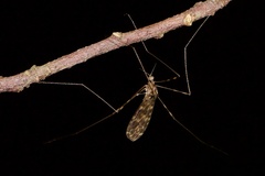 Amphineurus
