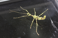 Orthostheneboea exotica