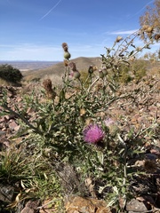 Cirsium ochrocentrum
