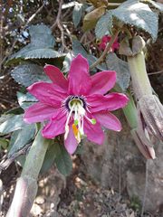 Passiflora × rosea