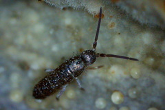 Tomocerus minor