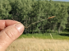 Hesperostipa curtiseta