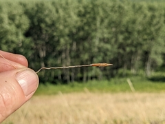 Hesperostipa curtiseta