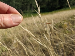 Hesperostipa curtiseta