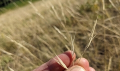 Hesperostipa curtiseta