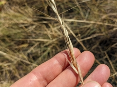 Hesperostipa curtiseta