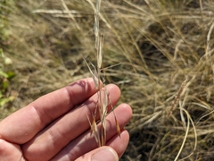 Hesperostipa curtiseta