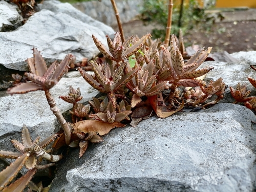 Aranto (Kalanchoe daigremontiana)