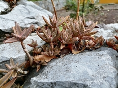 Bryophyllum