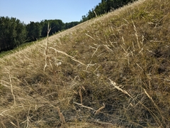 Hesperostipa curtiseta