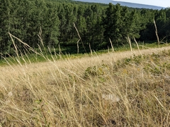 Hesperostipa curtiseta