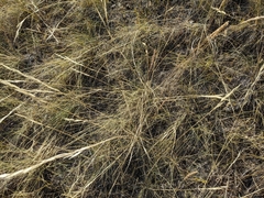 Hesperostipa curtiseta