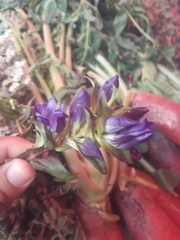 Gentiana spathacea