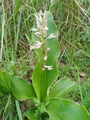 Chlorophytum macrophyllum