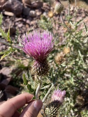 Cirsium ochrocentrum