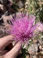 Cirsium ochrocentrum