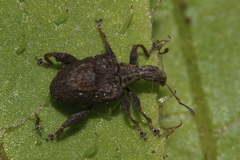 Stephanorhynchus crassus