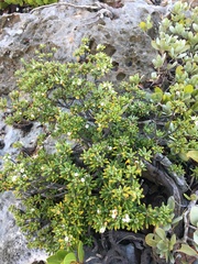 Strumpfia maritima