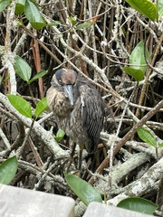 Nyctanassa violacea pauper