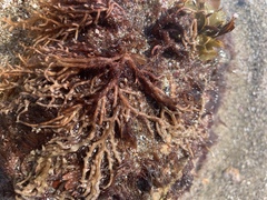 Dolabella auricularia