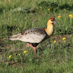 Theristicus melanopis
