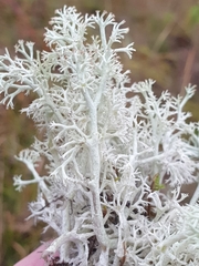 Cladonia arbuscula