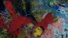 Phorbas amaranthus