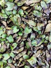 Mannia androgyna