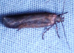 Gelechiini